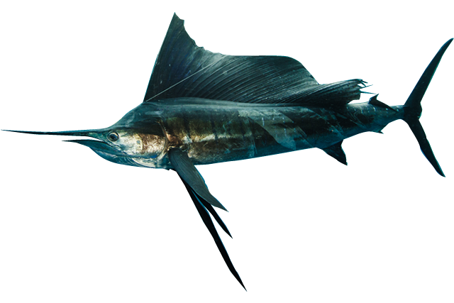 Sailfish