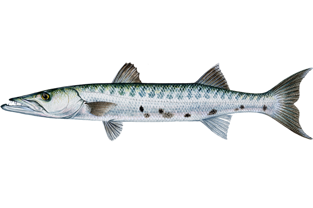 barracuda