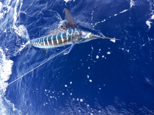 maui-marlin-fishing